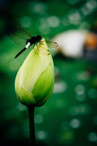Close-up of insect on flower