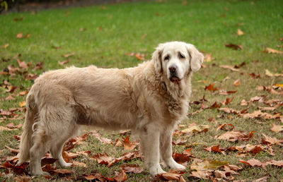 Portrait of dog standing on field