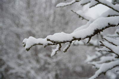 Close-up of snow on tree branch