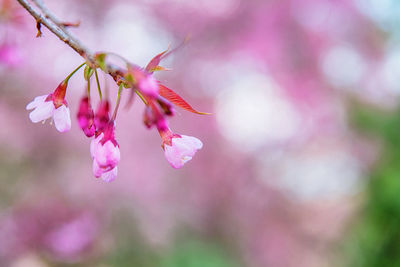 Close-up of pink cherry blossom