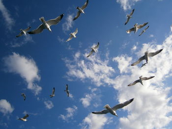 Low angle view of seagulls flying against sky