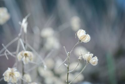 Close-up of flowers against blurred background