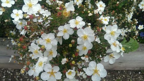 Close-up of white flowers