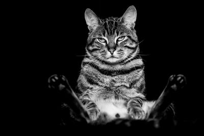Portrait of tabby cat against black background