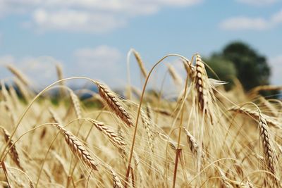 Close-up of crops growing in farm against sky during sunny day 