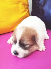 Close-up of puppy sleeping on bed