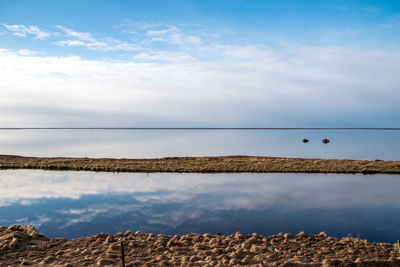 Low angle view of birds on water against sky