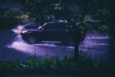 Car on tree