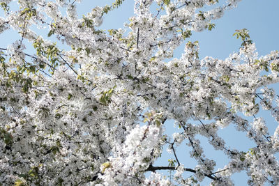 Low angle view of apple blossoms in spring