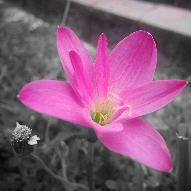 flower, petal, freshness, fragility, flower head, pink color, close-up, growth, beauty in nature, focus on foreground, pollen, blooming, nature, stamen, single flower, in bloom, plant, blossom, pink, stem