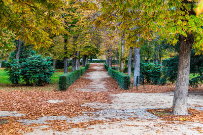 Footpath amidst trees in park during autumn