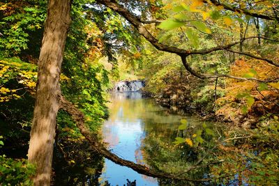 Scenic view of river in forest during autumn