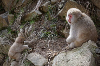 Monkey sitting on rock