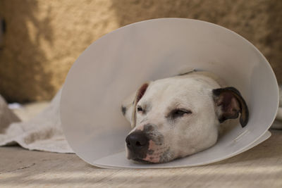 Close-up of a dog resting on floor