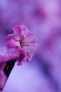 Close-up of pink flowers