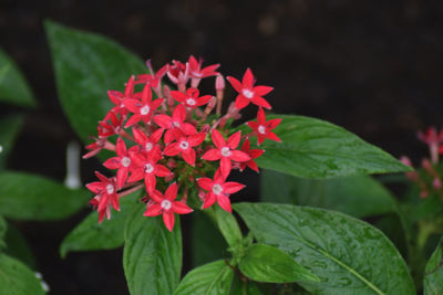 Close-up of red flowering plant