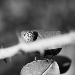 Close-up of snail