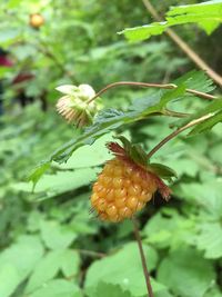 Close-up of flower growing on plant