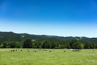 Cattles grazing in field