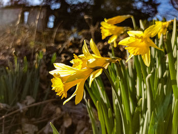 Close-up of yellow daffodil flowers