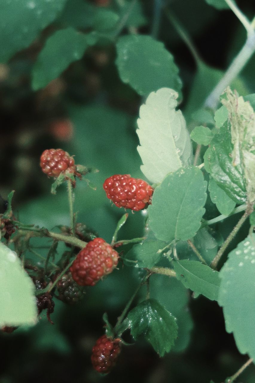 CLOSE-UP OF BERRY FRUITS ON PLANT