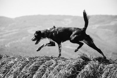 Dog walking on hay bales