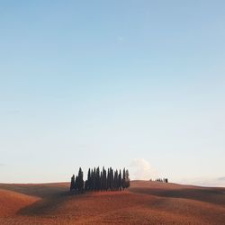 Scenic view of agricultural field against clear sky