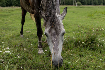 Horse grazing in field