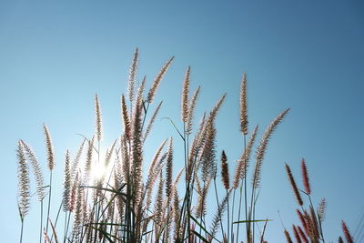 Low angle view of stalks against clear blue sky