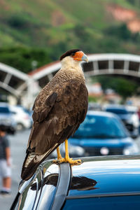 Close-up of hawk perching on railing