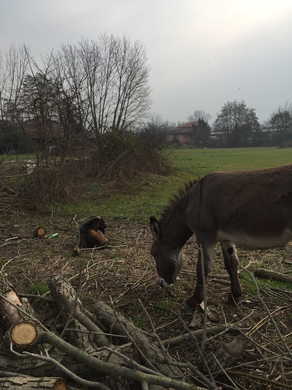 animal themes, mammal, domestic animals, field, grass, animals in the wild, wildlife, livestock, tree, one animal, grazing, landscape, nature, herbivorous, sky, grassy, bare tree, standing, two animals, rural scene