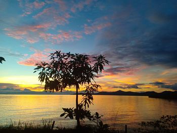 Silhouette tree on beach against sky during sunset