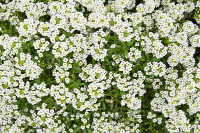 Full frame shot of fresh white flowering plants