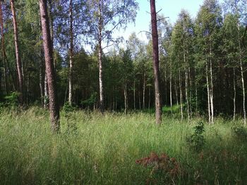 Trees in forest