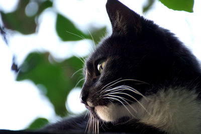 Close-up of black cat