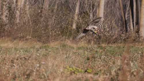 Close-up of plant against white background