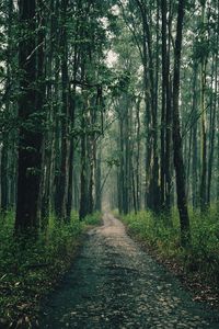 Long forest path photo