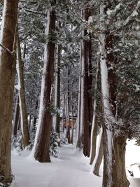 Snow covered trees in forest