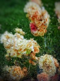 Close-up of flowering plant in water