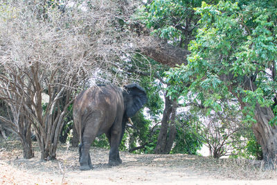 Elephant standing in a field