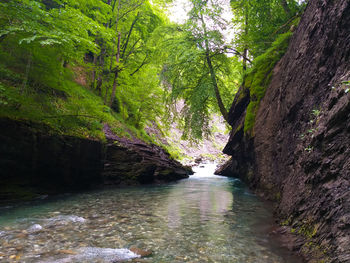 River flowing amidst trees in forest