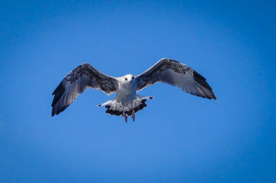 Low angle view of birds against clear blue sky