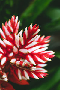 Close-up of red flowering plant