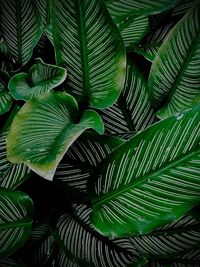 Full frame shot of palm leaves