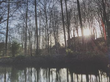 Sun shining through trees
