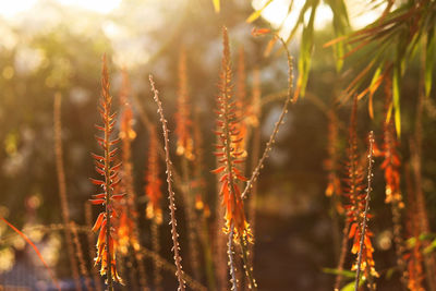 Close-up of plants against trees
