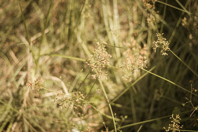 Close-up of flowering plants on land