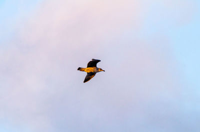 Low angle view of bird flying in sky