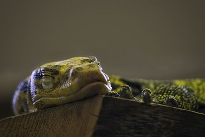 Close-up of lizard