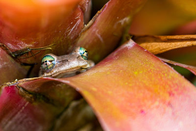 Close-up of frog on leaf